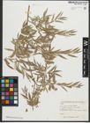 Foto von Salix pycnostachya Andersson
